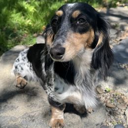 Maisie - Dachshund