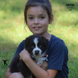 Australian Shepherd, Miniature American Shepherd, Miniature Australian Shepherd, and Toy Australian Shepherd Puppies from TK Standard, Mini, & Toy Aussies