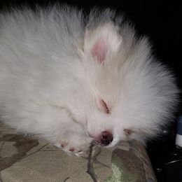 Pomeranians from Deneen's Pomeranians