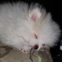 Pomeranians from Deneen's Pomeranians