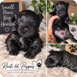 Conway Twitty - Black male Shihpoo puppy in Delphos, Ohio from Route 66 Puppies