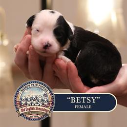 Betsy - Gray and white female Old English Sheepdog puppy in Cleveland, Tennessee from Narrow Path Old English & Sheepadoodles