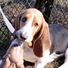 Minnie - Basset Hound
