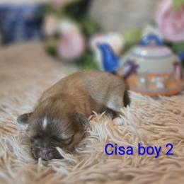 Boy 2 - male Shih Tzu puppy in Roanoke, Virginia from Adeline Joys Shih tzus of Roanoke Virginia
