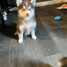 Girl 4 - Pomsky puppy in Milan, Michigan from ASC Pomsky
