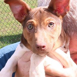 Keith - White, chocolate and tan Rat Terrier puppy in Shelbyville, Tennessee from Gems Rat Terriers