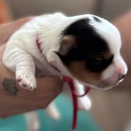 Reddie - Parti female Yorkshire Terrier puppy in La Verne, California from Sharon Johnson