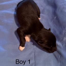 Boy 1 - Black and white male Siberian Husky puppy in Columbus, Ohio from Jamuison’s Siberian Huskies