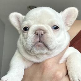 French Bulldogs from Our Frenchie Farm