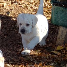 Labrador Retriever Puppies from Remington Labradors