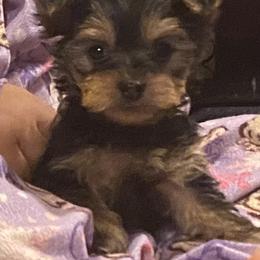 Morkie Puppies from Derisha's Morkies