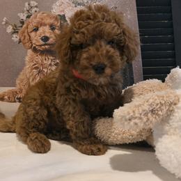 Max - Red  male Poodle puppy in Bristol, Tennessee from 4goldendoodles