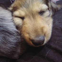 Dachshund Puppies from Harris Hugs and Wiener Wiggles