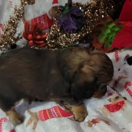 Dachshund Puppies from CLARK'S BREEDING PROGRAM