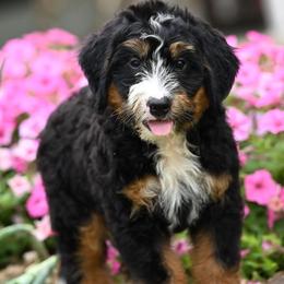 Pogo - Tri-color male Bernedoodle puppy in Dundee, Ohio from Down Home Doodle