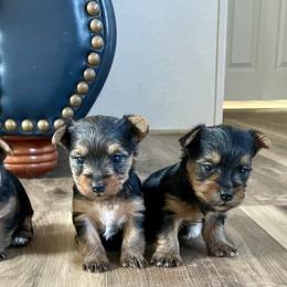 Yorkshire Terrier Puppies from Neverland Yorkies