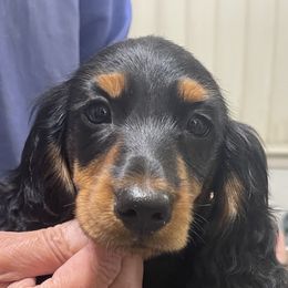Dachshunds and English Springer Spaniels from Dalin English Springer Spaniels and Dachshunds