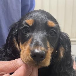 Dachshunds and English Springer Spaniels from Dalin English Springer Spaniels and Dachshunds