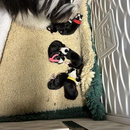 Bearded Collie and Border Collie Puppies from Beloved Bearded & Border Collies