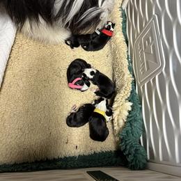 Bearded Collie and Border Collie Puppies from Beloved Bearded & Border Collies