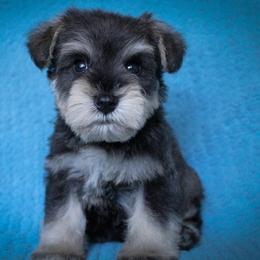 Mr. Red - Salt and pepper male Miniature Schnauzer puppy in Queen Creek, Arizona from Chapman Schnauzers