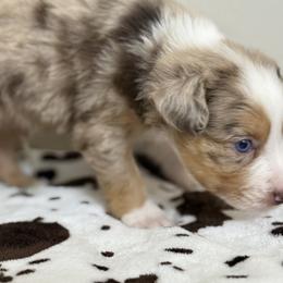 Miniature Australian Shepherd Puppies from B&B Little Aussie Gems