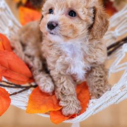 Huck - Apricot male Aussiedoodle puppy in Byron, Georgia from Southern Olive Doodles 🫒