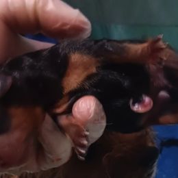 Girl 1 - Black and tan Yorkshire Terrier puppy in Jacksonville, Arkansas from Royal Yorkie Terrier