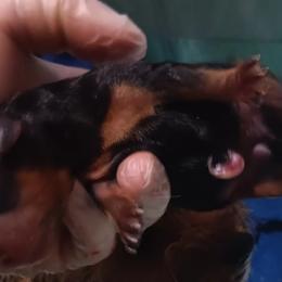 Girl 1 - Black and tan Yorkshire Terrier puppy in Jacksonville, Arkansas from Royal Yorkie Terrier