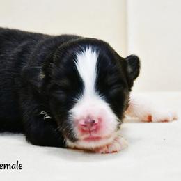 Dolly - Black tri-color female Australian Shepherd puppy in Ranger, Texas from Outback Mini Aussies