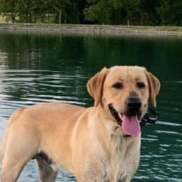 Labrador Retriever Puppies from Cary’s Buck Creek Retrievers