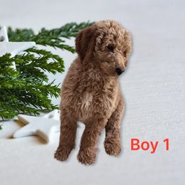 "1st litter born July 2023" Poodle Puppies from Pipers Standard Poodles and Doodles