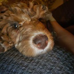 Stori - Sable female Poodle puppy in Casa Grande, Arizona from Arizona's Once Upon A Boston and Poodle ❤️