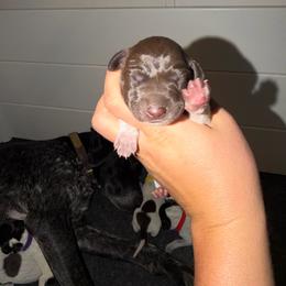 Fox - Liver roan female German Shorthaired Pointer puppy in San Tan Valley, Arizona from Upland Valley Kennels