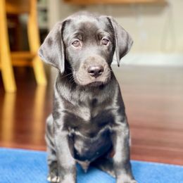 Labrador Retriever All Grown Up from Rocky Mountain Dogs - Utah