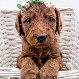 Vichy - Red  female Goldendoodle puppy in Mecklenburg County, North Carolina from Rustic Road Doodles