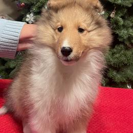 Shetland Sheepdog Puppies from BranGay Shetland Sheepdogs Since 1971