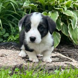 Poppy(magenta collar) - Black and white female Cardigan Welsh Corgi puppy in Clio, Michigan from Old Oak Cardigans