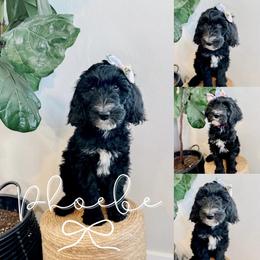 Phoebe - Black and white female Sheepadoodle puppy in Republic, Missouri from DOOD & Co