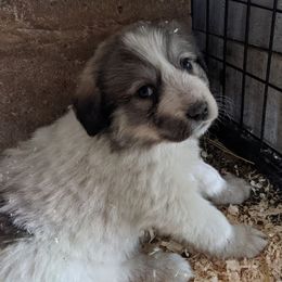 Colorado Mountain Dogs from Four Winds Farm