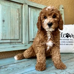Poodle Puppies from Poodles of Tampa Bay