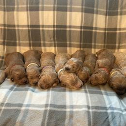 Goldendoodle Puppies from Desert Doods