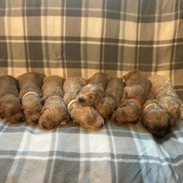 Goldendoodle Puppies from Desert Doods