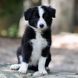 Button - Black Border Collie puppy in South Carolina from Blackbird Kennels