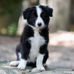 Button - Black Border Collie puppy in South Carolina from Blackbird Kennels