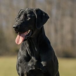 Labrador Retrievers from Hallelujah Retrievers