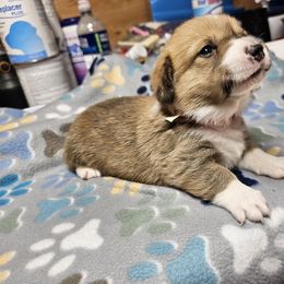 Red girl - White and red female Pembroke Welsh Corgi puppy in Orange, Virginia from CL&L Corgi's