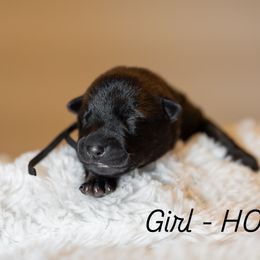 HOLDING - Black brindle female Dutch Shepherd puppy in Auburn, Georgia from Faberge Hollandse Herdershond