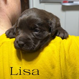 Lisa - Chocolate female Labrador Retriever puppy in Baldwin City, Kansas from Hedge Lane Labradors