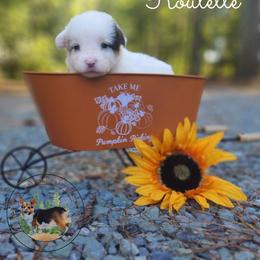Roulette - Gray and white female American Corgi puppy in Cameron, North Carolina from Butts Family Corgis